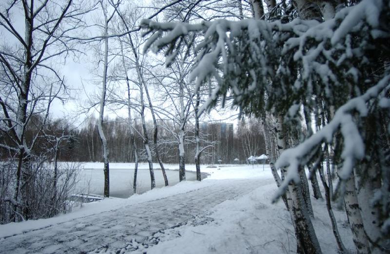 Winter Scene