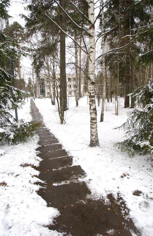 Forest Path